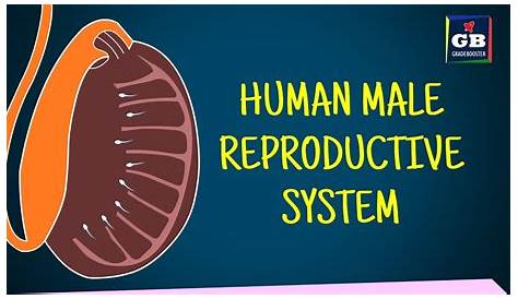 NCERT Solutions For Class 12 Biology Chapter 3: Human Reproduction