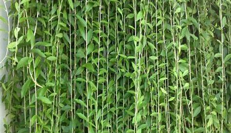 The Lush Lee Kuan Yew Plant on the Fence Stock Image - Image of foliage