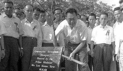 Prime Minister Lee Kuan Yew planting a tree