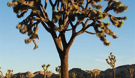 Joshua Trees | Legend has it that Mormon pioneers named this… | Flickr