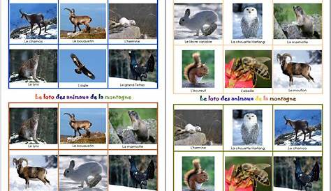 Vocabulaire animaux de la montagne | Sciences - Animaux | Pinterest