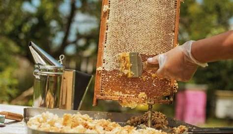 Transvasement de la ruchette vers la ruche. - YouTube