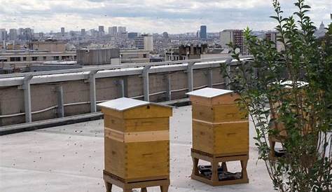 Des ruches en ville, refuge pour les abeilles - Utile et pratique