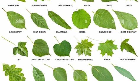 les-mains-vertes.blogspot: Les différentes formes de la feuilles