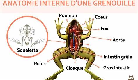 repro-grenouille | Vive les SVT ! Les sciences de la vie et de la Terre