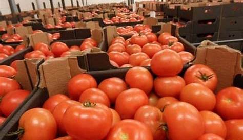 Le Maroc exportera 500.000 tonnes de tomates dans l'UE