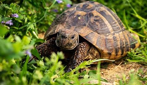 La Tortue d'Hermann est la seule tortue terrestre de France - Le
