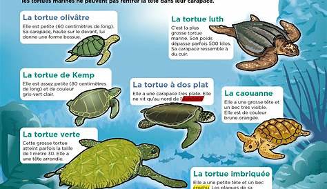 Les tortues | Animals for kids, Learn french, Teaching french