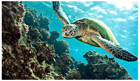 Tortues marines : survivre aux changements | WWF France