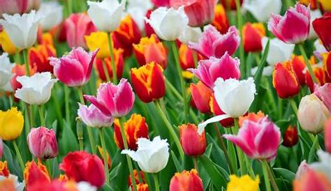 Champ de tulipes de couleurs differents en France, Alpes de Haute