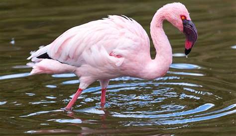 Pictures and information on Lesser Flamingo