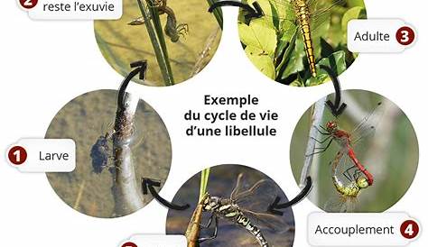 Anatomie et cycle de vie des libellules