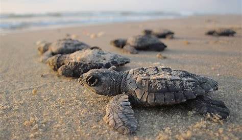 Photo identification – Des plages pour les tortues marines