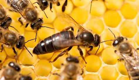 vie de l' abeille ruche | Abejas, Que hacen las abejas, Colmena