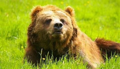 L'Ours brun au parc zoologique CERZA Lisieux en Normandie