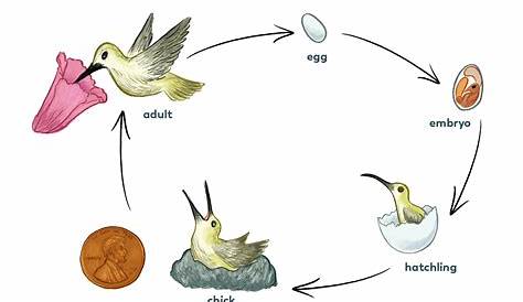 Life Cycle Of A Bird Ks2