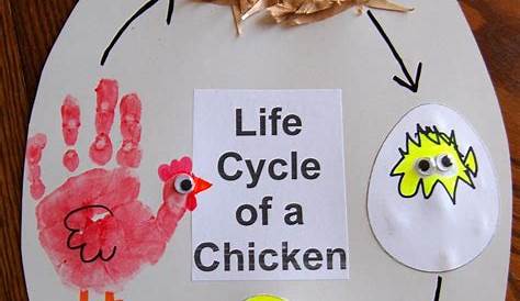 31 Great Easter Activities for Kids in 2021 Chicken life cycle craft