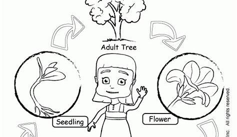 Coloring Pages Of Plant Life Cycle Coloring Home