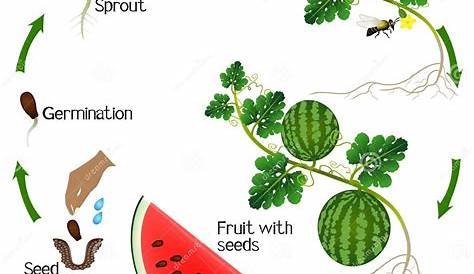 Life Cycle Of A Watermelon