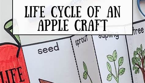 Apple Life Cycle Wheel Craft with TEMPLATE NonToy Gifts