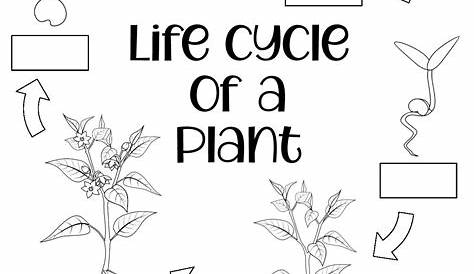 Life Cycle Of Plant Worksheets