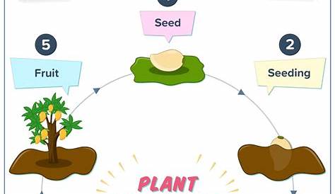 Lifecycle Of A Plant Kindergarten