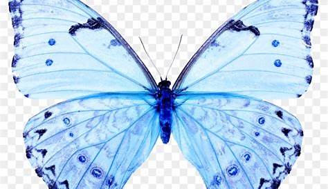 Butterfly Insect - blue butterfly png download - 541*600 - Free