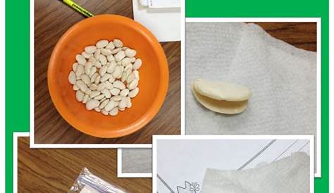 Lima Bean Science Experiment