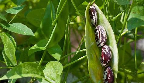 A Kitchen Garden in Kihei Maui Growing Heirloom Lima Beans