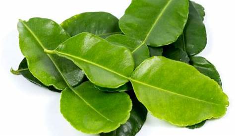 Limau Purut Leaves Kaffir Lime Or Daun Stock Photo
