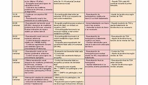 Linea Del Tiempo Del Desarrollo Prenatal Crespo Neurobiologia - Reverasite