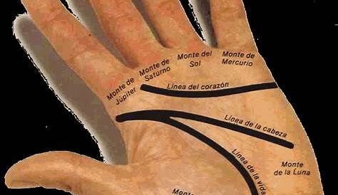 Por qué tenemos líneas en las palmas de las manos| Salud180