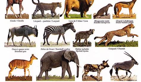 Aprender el nombre y los gritos de los animales salvajes de África para