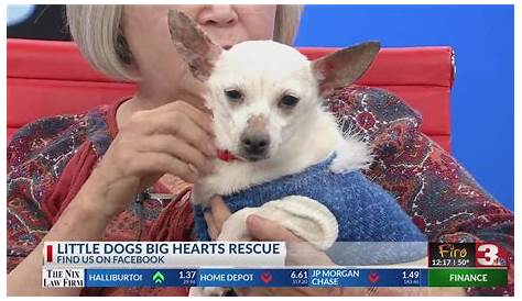 Little Dogs Big Hearts Rescue: Meet Selena - YouTube