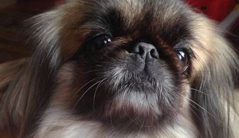 "CH GCH BISS Wandering Paws Bewitched" AKA Sammie | Pekingese dogs