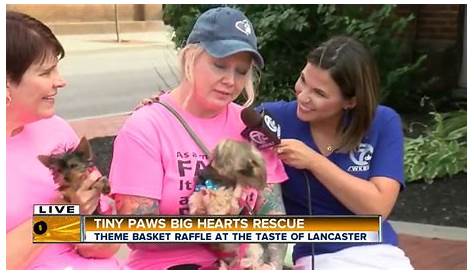 Little Paws, Big Hearts: How Volunteering with Your Pet Can Change a Life
