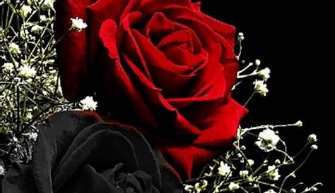 Lock Screen Red Rose Black Background Wallpaper HD Flower Photo In Dark Surface