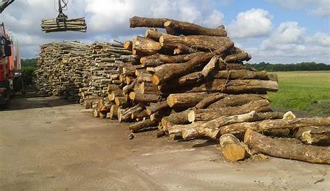Tree Firewood Logs For Sale WOLVERHAMPTON WV3 in Wolverhampton