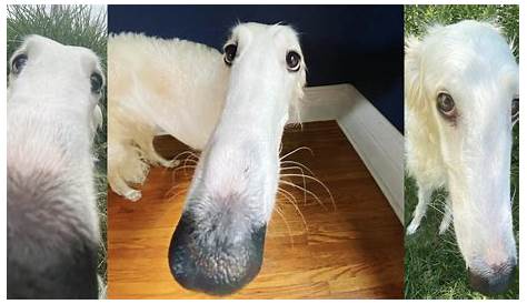 Long Face Dog / Borzoi: Image Gallery (List View) | Know Your Meme