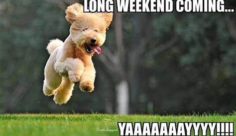 Finally! A long weekend is here! | Friday dog, Its friday quotes