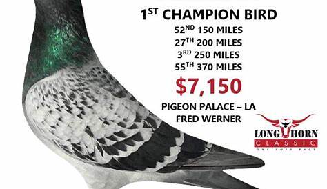 CHAMPION BIRD - LONGHORN CLASSIC
