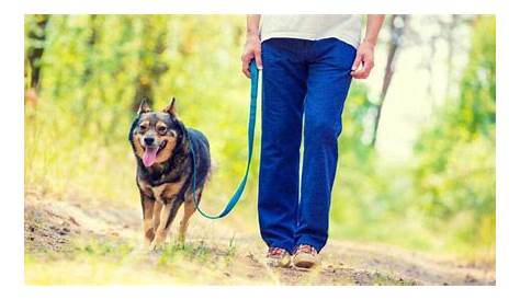 Loose Lead Dog Training Leash Walking Train Your With These Easy Tips!