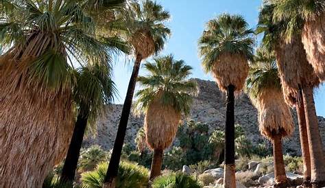 Our Guide for What to Do in Joshua Tree | Condé Nast Traveler