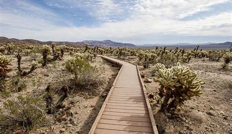10 Incredible Things to Do in Joshua Tree National Park
