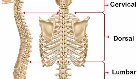 Ilustración de los huesos de la espalda Fotografía de stock - Alamy