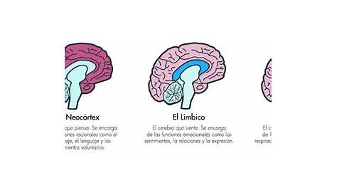 Cerebro cerebral Hemisferios Funciones Infografía Póster | Aprendizaje