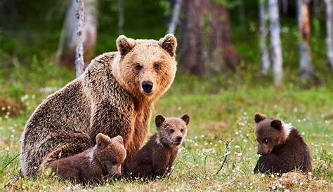 39 ours dans les Pyrénées : lumière sur un record enthousiasmant