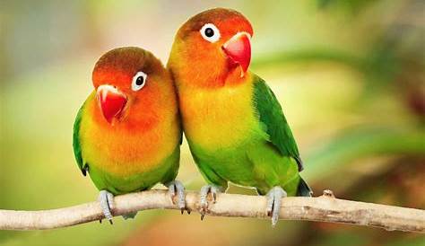 Free Wallpaper Hub Parrot Love Wallpape