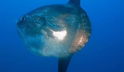 Un poisson-lune prend la pose dans le port de Dieppe | Les Informations