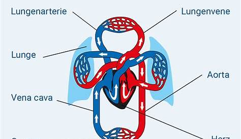 Lungenkreislauf - DocCheck Flexikon